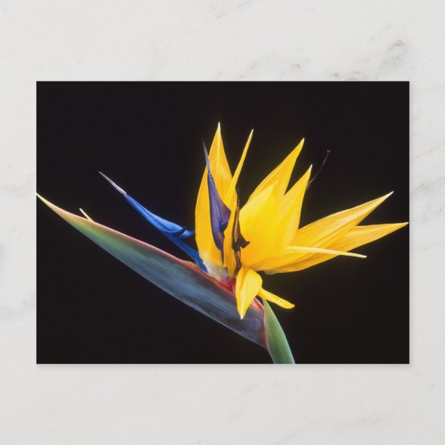 Strelitzia. Bird of paradise flower. Postcard (Front)