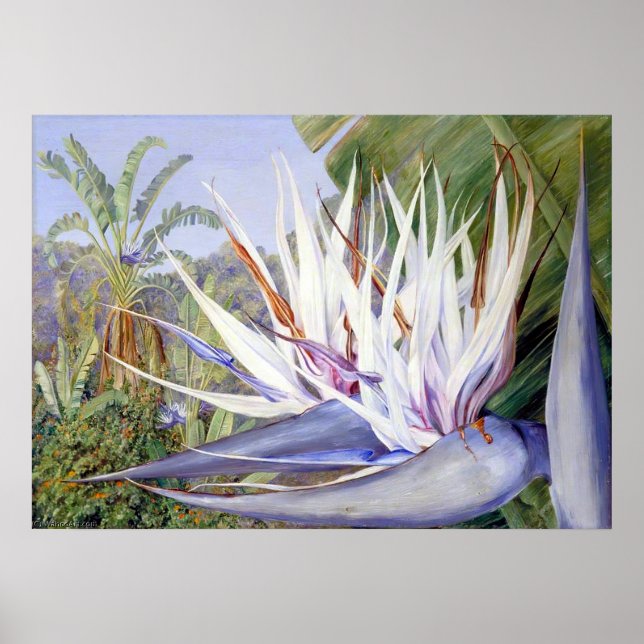Strelitzia by Marianne North - Exotic Landscape Poster (Front)