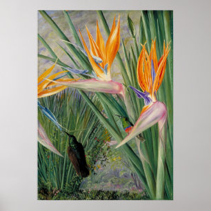 Strelitzia by Marianne North - Exotic Landscape  Poster