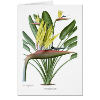Strelitzia reginae
