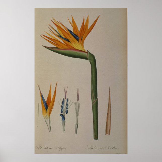 Strelitzia Reginae, from 'Les Strelitziacees' Poster (Front)