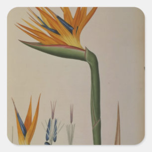 Strelitzia Reginae, from 'Les Strelitziacees' Square Sticker