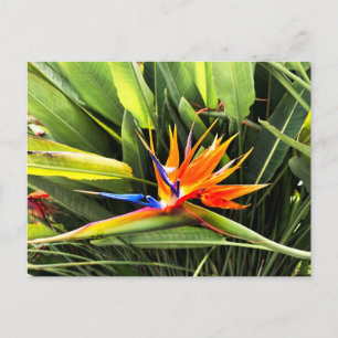 Strelitzia Reginae Postcard