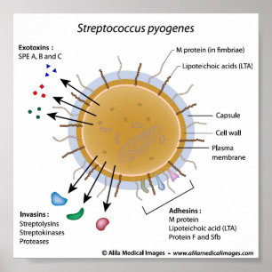 Strep pyogenes labelled diagram. poster