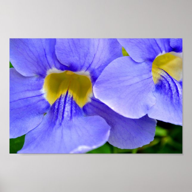 Streptocarpus Speicies Blue Flowers Poster (Front)
