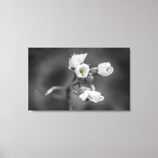 Stretched Canvas Print - Frozen Beauty (Front)