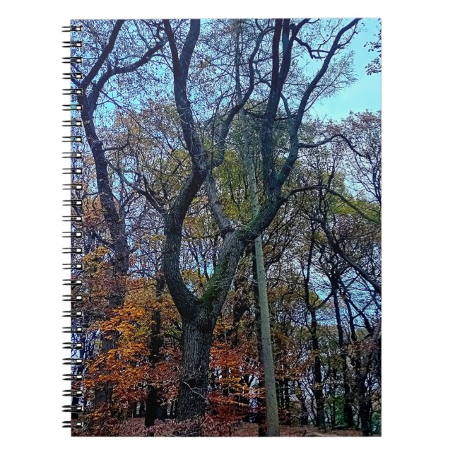 Stretched out tree notebook (Front)