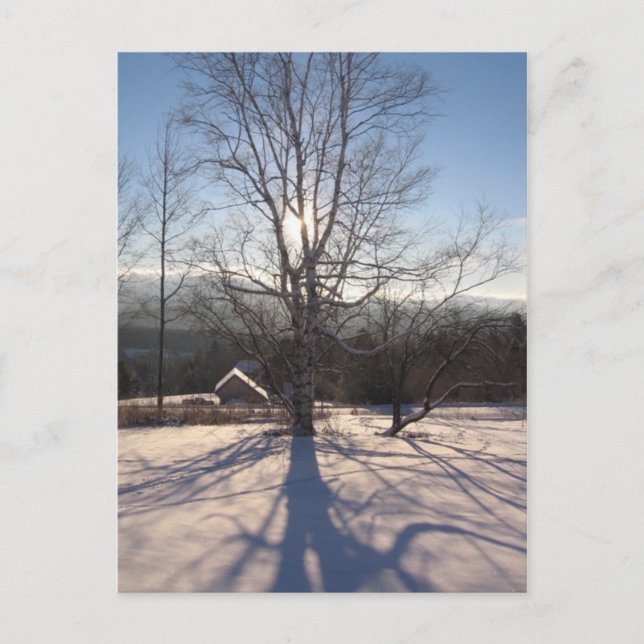 stretching birch postcard (Front)