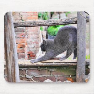 Stretching cat mouse mat