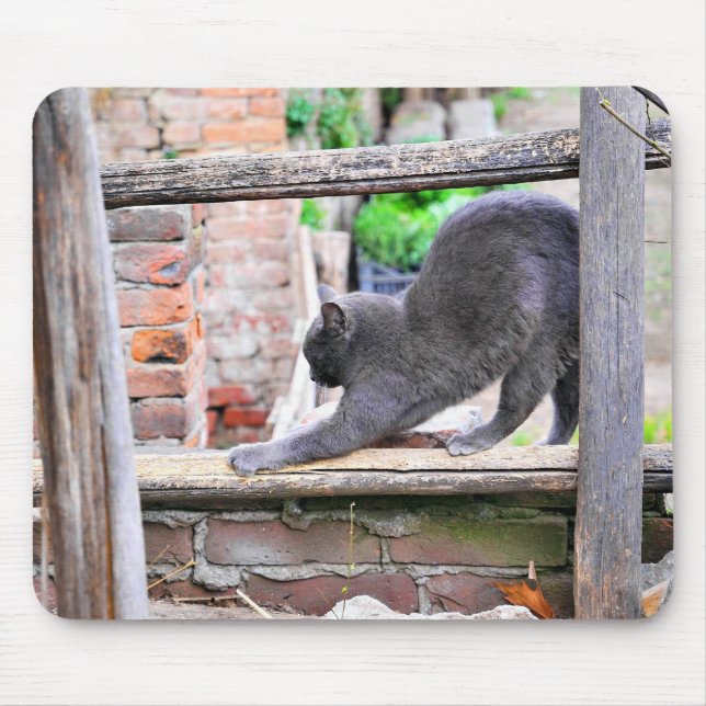 Stretching cat mouse mat (Front)