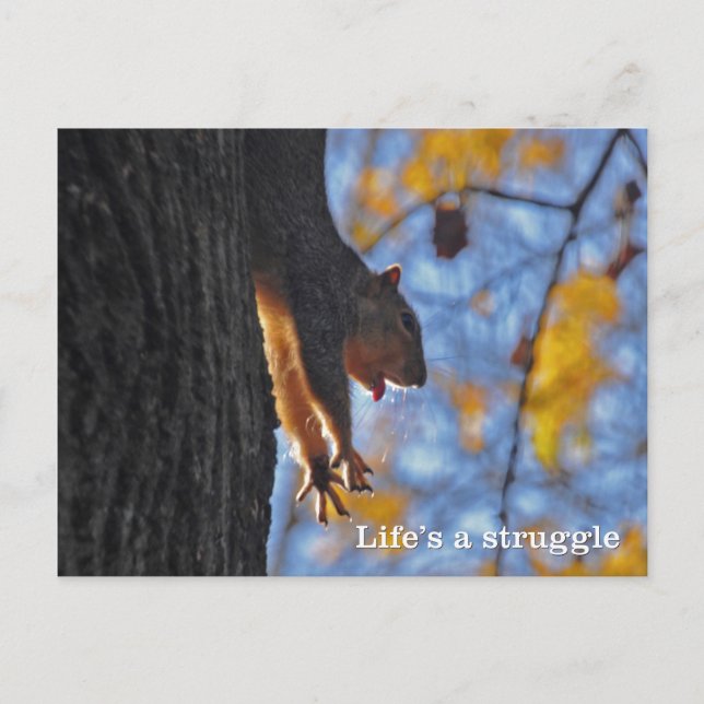 Stretching Squirrel Postcard (Front)