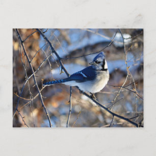 Striking Blue Jay Postcard