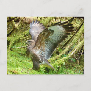 Striking Buzzard Open Wings Stretch Woodland Scene Holiday Postcard