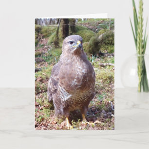 Striking Common Buzzard Raptor Portrait Nature  Card