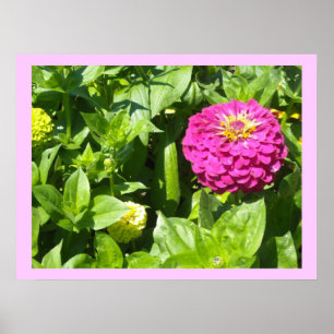Striking Pink Zinnia Poster