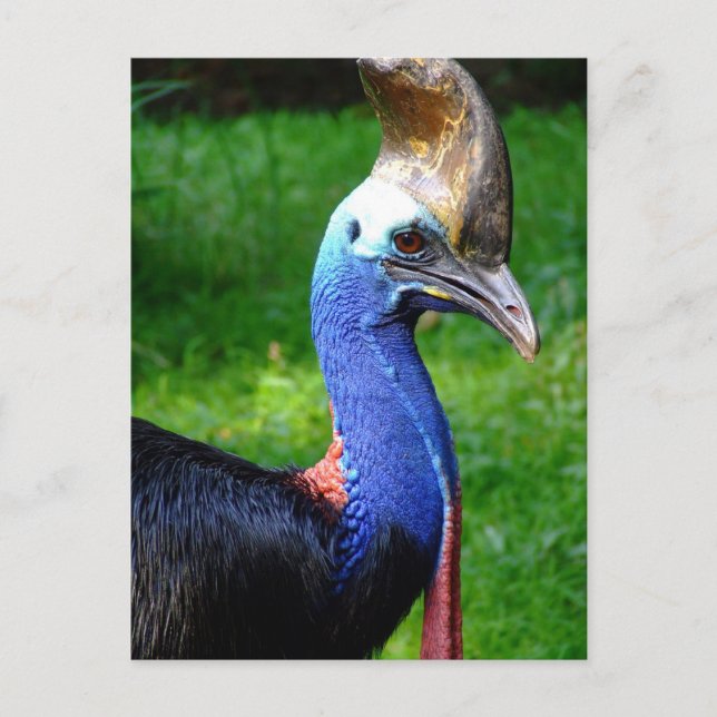 Striking Profile View Of Cassowary Head And Neck Postcard (Front)