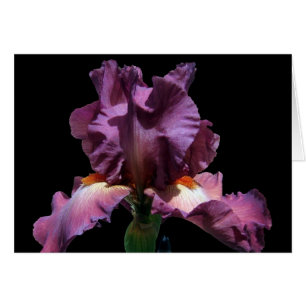Striking Purple Iris