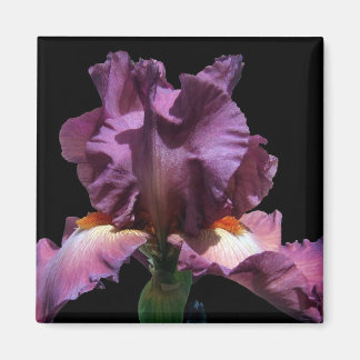 Striking Purple Iris Magnet