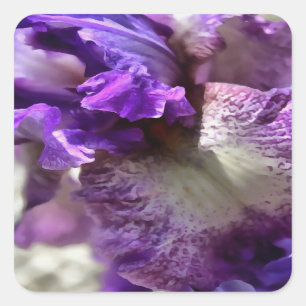 Striking Purple, Violet and Mauve Iris Abstract Square Sticker