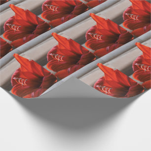 Striking Red Lion Amaryllis Flower Photo Wrapping Paper