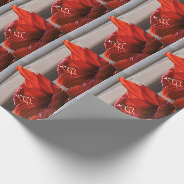 Striking Red Lion Amaryllis Flower Photo Wrapping Paper (Corner)