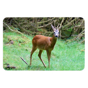 Striking Roe Deer Buck Alert Woodland Setting Art Magnet