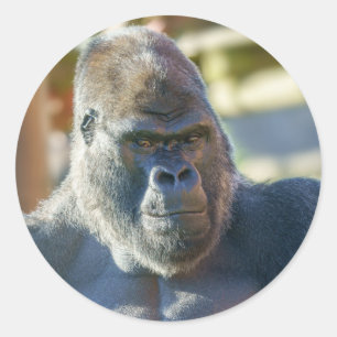 Striking Silverback Classic Round Sticker