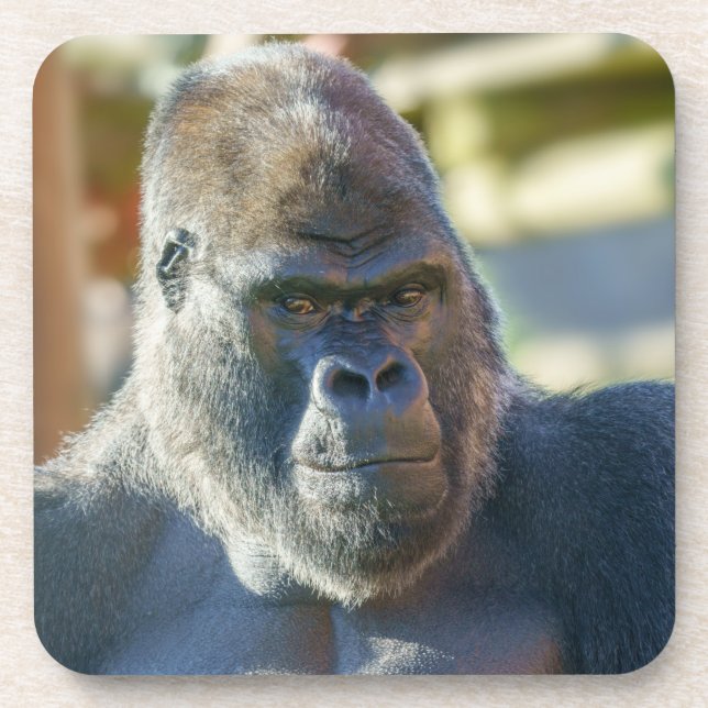 Striking Silverback Coaster (Front)