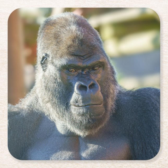 Striking Silverback Coffee Square Paper Coaster (Front)