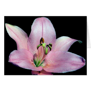 Striking Tiger Lily