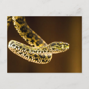 Striking Yellow and Black Patterned Viper Snake Postcard