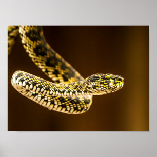 Striking Yellow and Black Patterned Viper Snake Poster