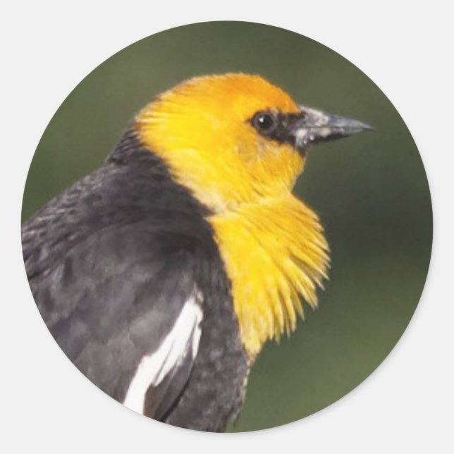 Striking Yellow-Headed Blackbird in the Marsh Classic Round Sticker (Front)