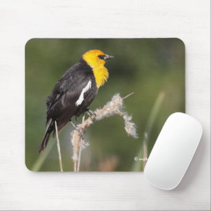 Striking Yellow-Headed Blackbird in the Marsh Mouse Mat