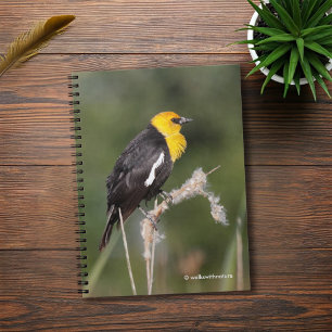 Striking Yellow-Headed Blackbird in the Marsh Notebook
