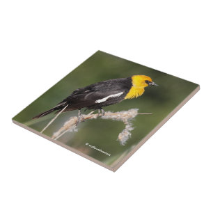 Striking Yellow-Headed Blackbird in the Marsh Tile