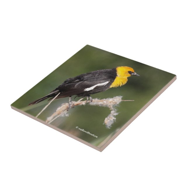 Striking Yellow-Headed Blackbird in the Marsh Tile (Side)