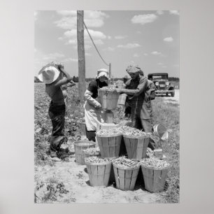 String Bean Pickers in Maryland: 1937 Poster