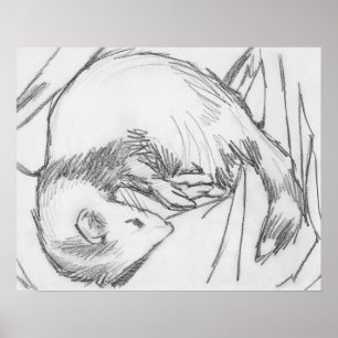 "Stripe" Ferret Drawing Poster