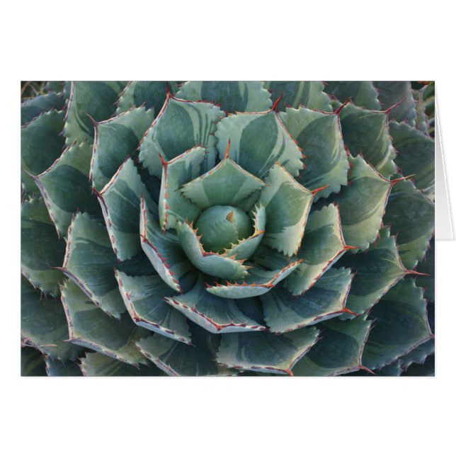 Striped agave card (Front Horizontal)