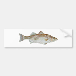 Striped Bass Art Bumper Sticker