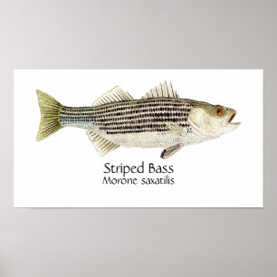Striped Bass Art Poster