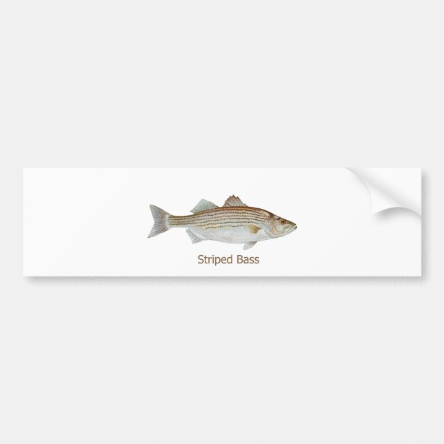 Striped Bass Art (titled) Bumper Sticker (Front)