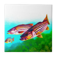 Striped Bass Atlantic Striper