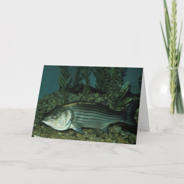 Striped Bass Card (Front)