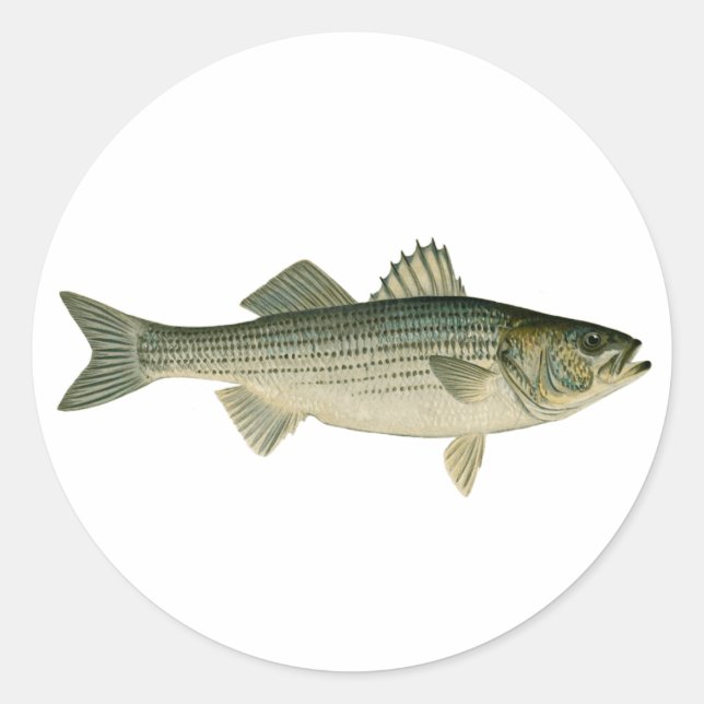 Striped Bass Logo Classic Round Sticker (Front)