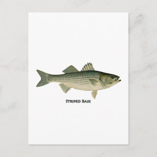 Striped Bass Logo Postcard