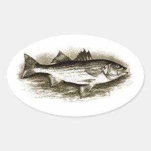 Striped Bass Logo (vintage) Oval Sticker