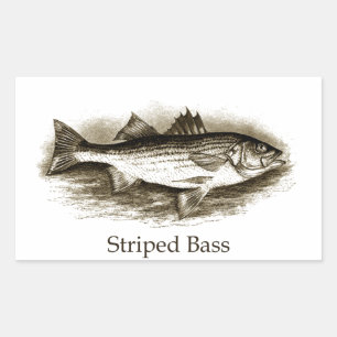 Striped Bass Logo (vintage) Rectangular Sticker
