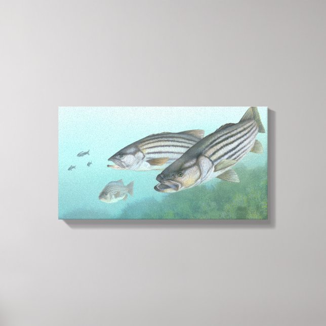 Striped Bass Painting Canvas Print (Front)
